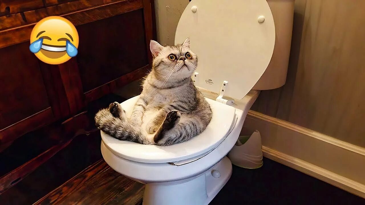 Кот в унитазе видео. Приколы с котами. кот какает. кот сидит на унитазе.