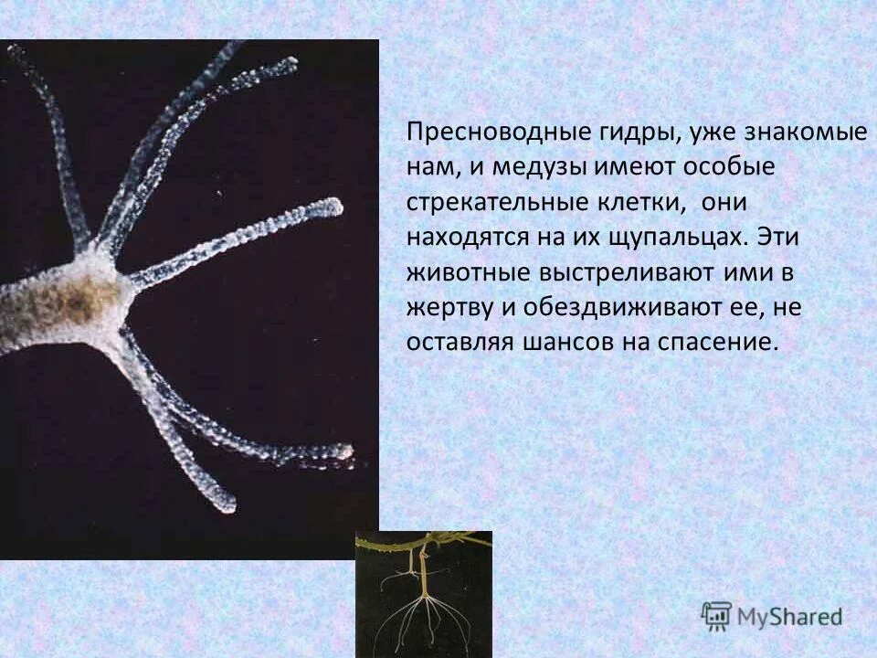 пресноводная гидра выделительная система. питание гидры пресноводной. гидра и дафния. чем питается пресноводная гидра. чем питается пресноводная гидра.