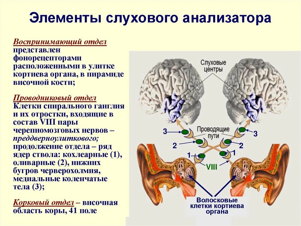 Проводящий путь органа слуха. Строение слухового анализатора анатомия. Корковый отдел слухового анализатора. Перечислите основные звенья слухового анализатора.. Функции рецепторной части слухового анализатора.