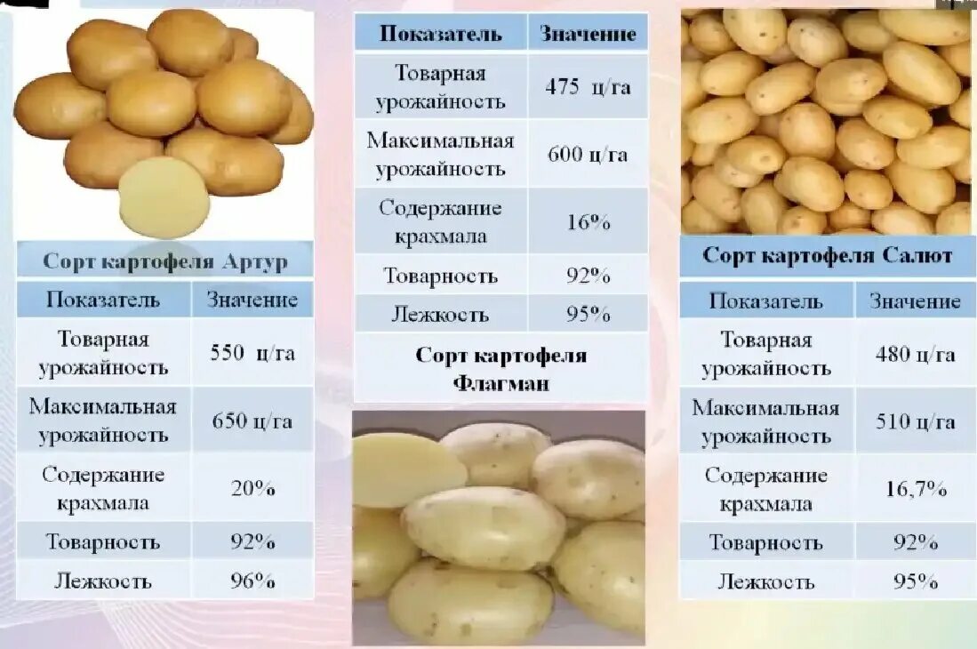 Картофель Лорх: описание и характеристики сорта, посадка и уход, отзывы с фото