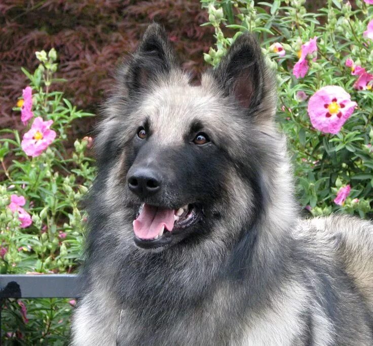 Which Breed Of Dog Is Best For Me? Belgian dog, Dog breeds, Shepherd dog breeds