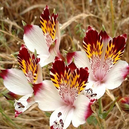 Альстромерия (Alstroemeria). Альстрёмерия золотистая. Альстромерия Каллисто. Альстромерия ‘Cahors‘.