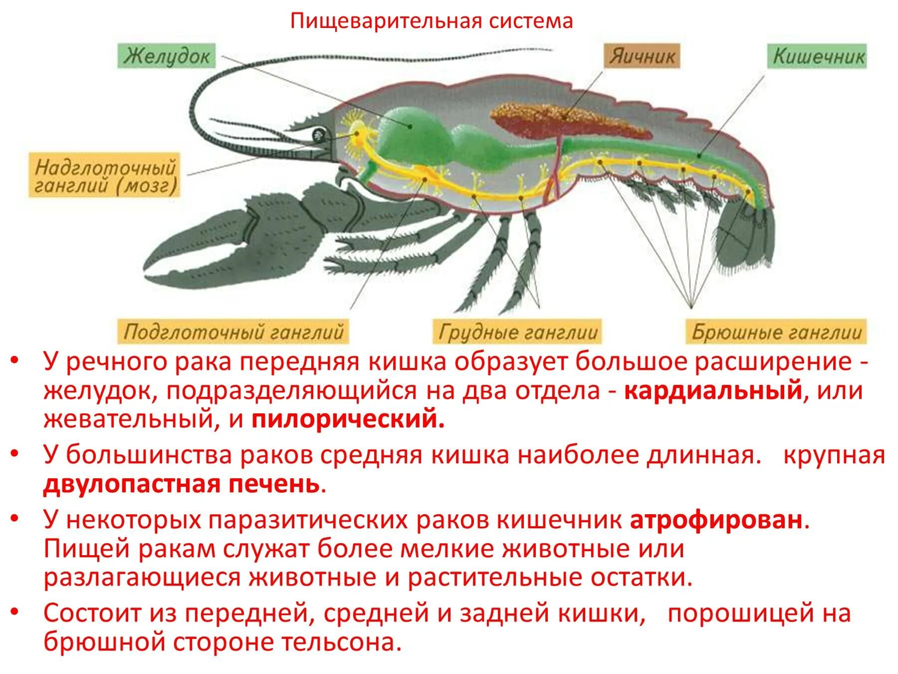 Пищ система членистоногих. Строение систем ракообразных. Пищевая система членистоногих. Членистоногие ракообразные строение. Класс ракообразные пищеварительная система.