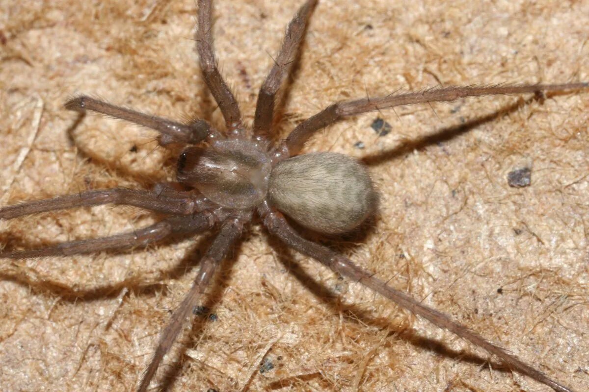 Домовый паук tegenaria domestica. Домовой паук tegenaria domestica. Тегенария домовая паук. Тегенария домовая паук. Чердачный паук (tegenaria atrica).