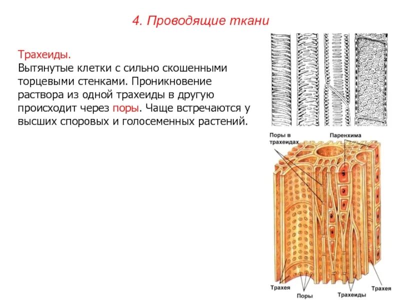 Какая ткань содержит сосуды. Трахеиды проводящая ткань. пористые трахеиды. проводящие ткани трахеиды. проводящие ткани голосеменных.
