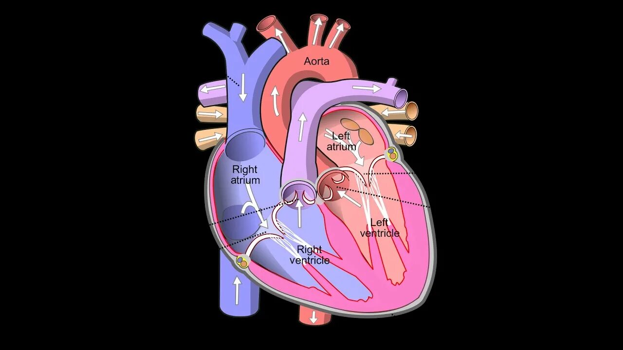 От левого предсердия к легким. Строение сердца желудочки предсердия. Левое предсердие правый желудочек. Сердце анатомия желудочки и предсердия. Правое предсердие сердца.