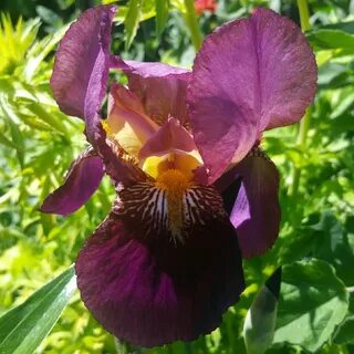 Iris 10