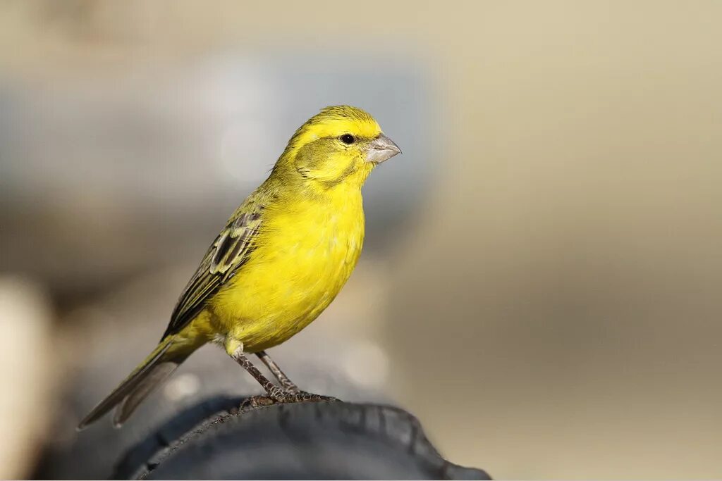 Canary перевод. Канарейка кенар. Птичка кенар желтый. Желтая канарейка. Лимонный вьюрок.