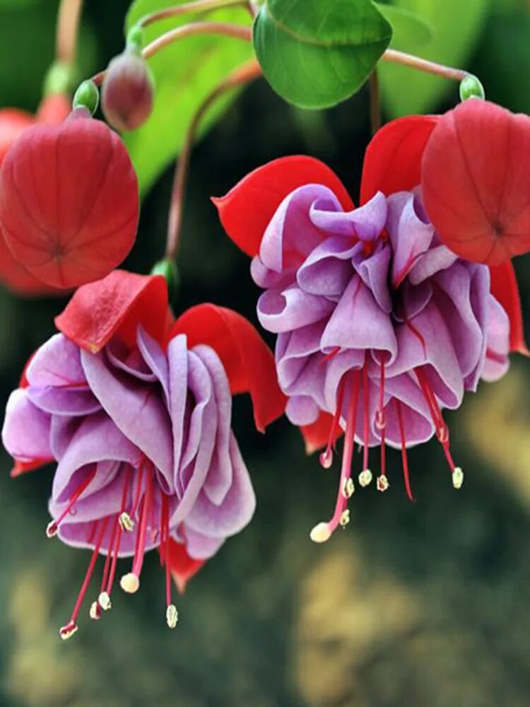 Значение китайских цветов. Китайский Энкиантус. Фуксия Marbeller Double Magenta-Purple. Китайский Энкиантус красный. Фуксия цветок семена.