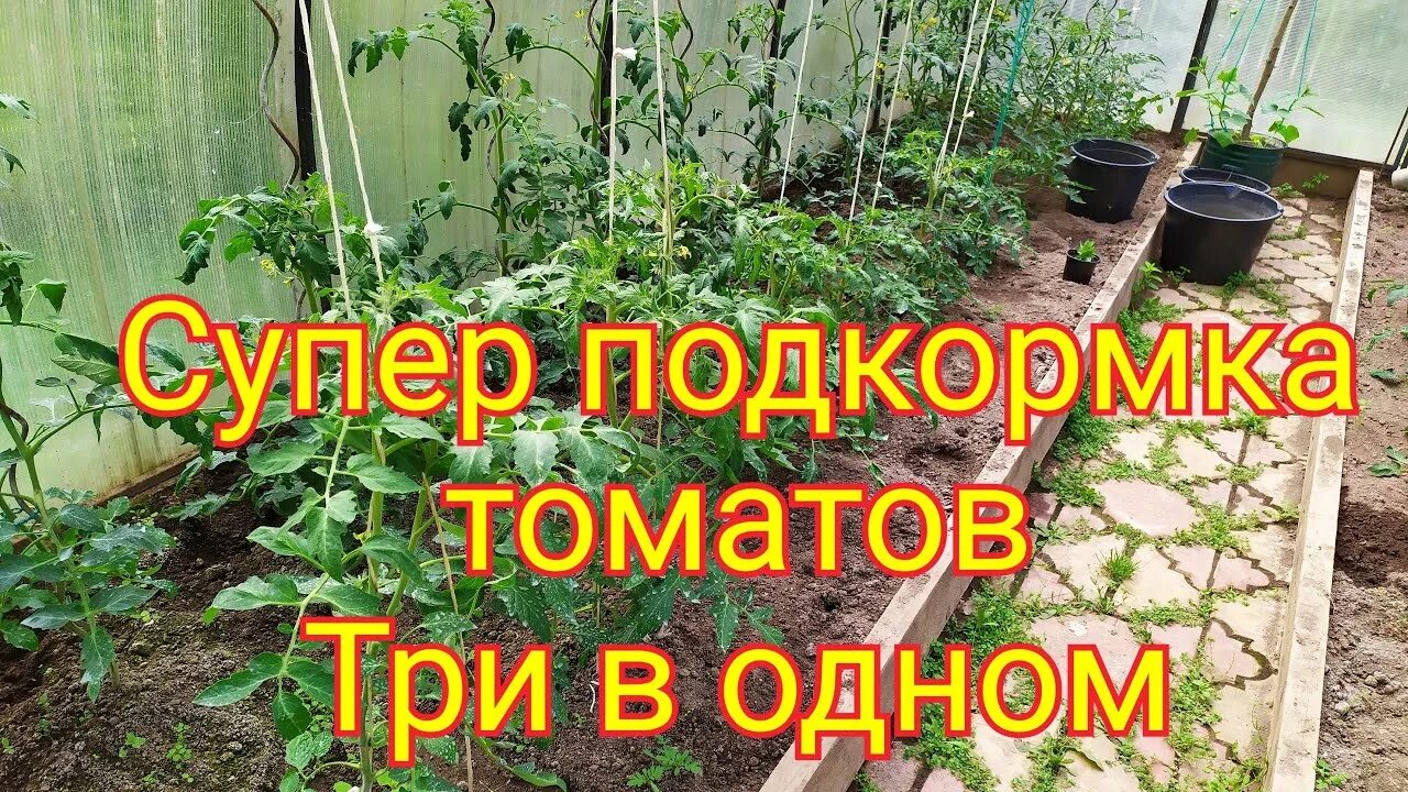 Подкормка для налива томатов. Поэтапная подкормка томатов в теплице. налив плодов томата.