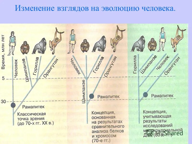 Направления эволюции человека. Эволюционные схемы происхождения человека. Антропогенез Эволюция приматов. Схема развития человечества. Этапы эволюционного развития человека.