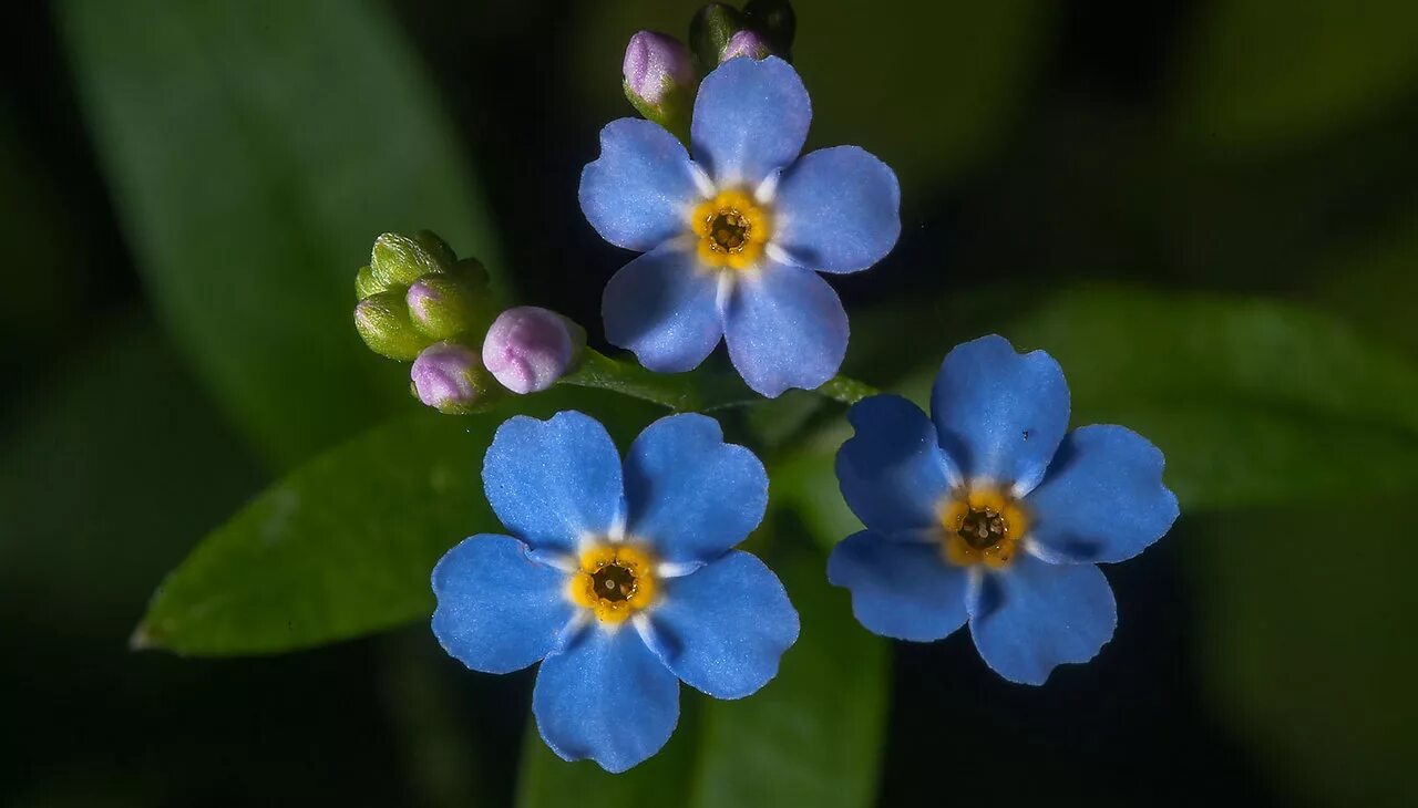 Незабудка крупноцветковая. Незабудка (Myosotis). Незабудка Песчаная. Незабудка Садовая голубая.