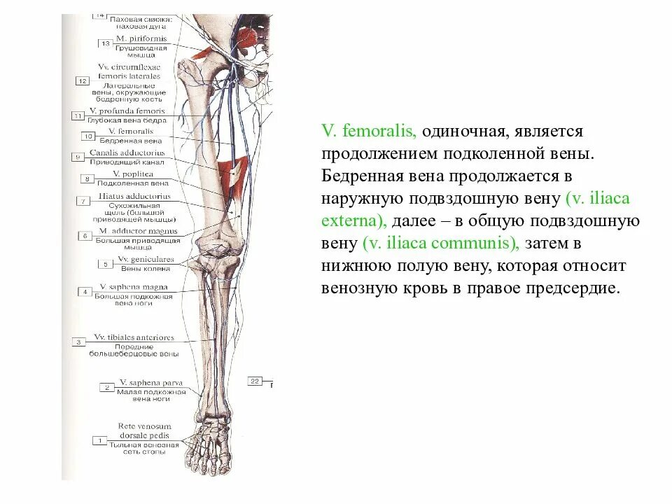 В наружную подвздошную вену впадают. Поверхностная бедренная вена латынь. бедренная вена анатомия. в наружную подвздошную вену продолжается вена. подвздошно бедренная вена.