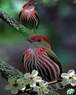 Beautiful birds