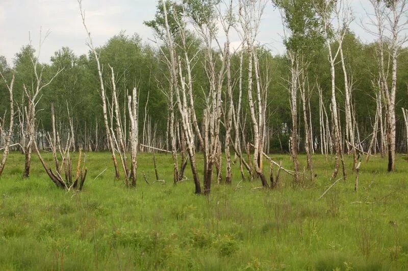 Может ли береза расти в болоте. Деревья на болоте. Куплонгское болото!. Серебряноборское тростниковое болото. Деревья на болотах.