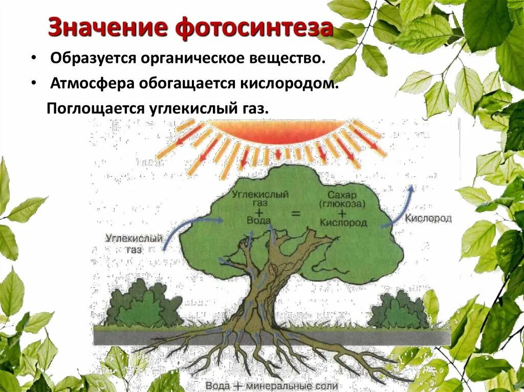 Фотосинтез. Значение фотосинтеза. Фотосинтез схема. Схема процесса фотосинтеза. Роль фотосинтеза для человека