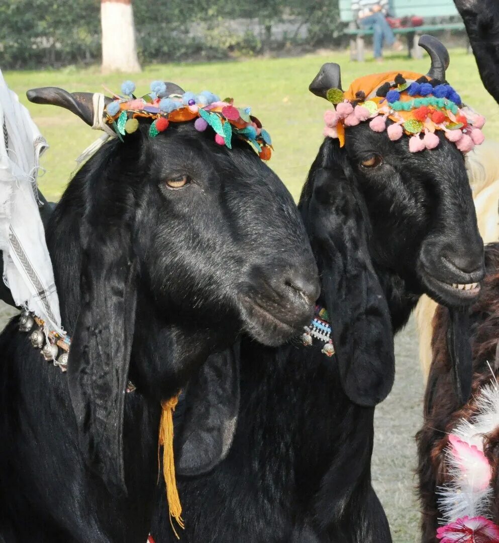 Джамнапари порода коз. Индийские козы. Коза танцует. Джамнапари козы. Танцующие козы.