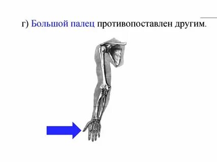 Большой палец верхней конечности противопоставлен остальным