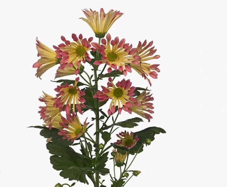 Хризантема корейская alec bedser gold. Хр зантема с зон прим рять куртку. Хр зантема с зон прим рять куртку. Chr t raisa. Хр зантема с зон прим рять куртку.