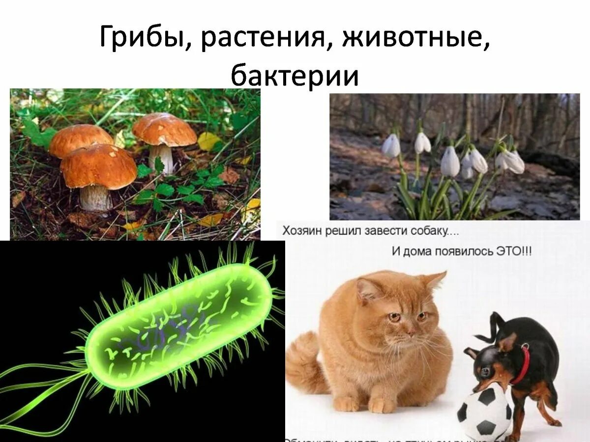 Бактерии растения животные два из изображенных. Царство растений животных грибов бактерий вирусов. бактерии грибы животные. растение гриб бактерия. разнообразные живые организмы.