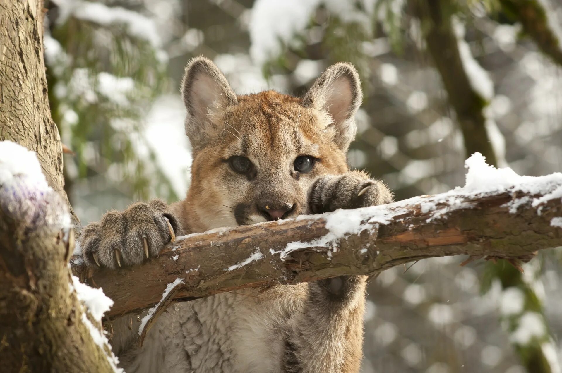 Animal картинки. Животные. Красивые животные. Диких животных. Красивые Дикие животные.