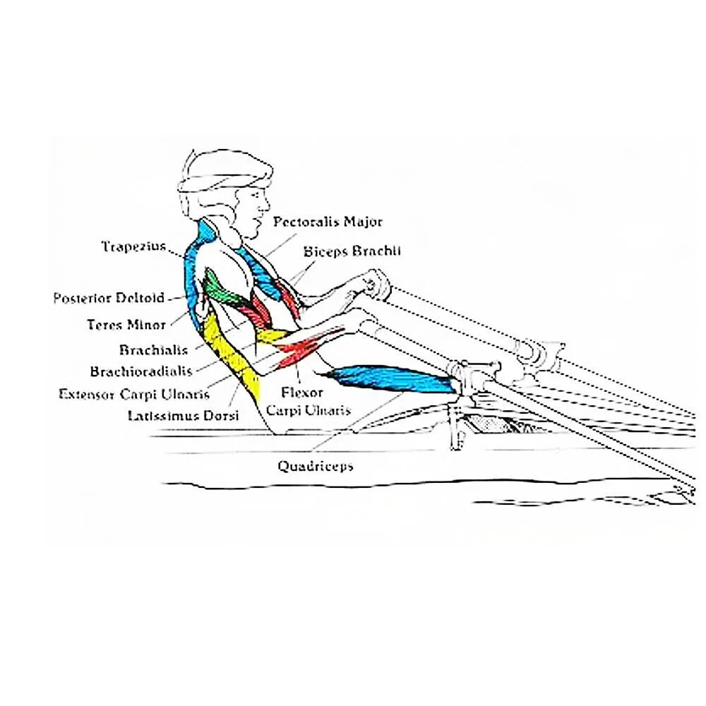 Гребной тренажер группы мышц. Мышцы задействованные при гребле. Академическая гребля тренажер техника. Мышцы задействованные при гребле тренажер. Гребля как правильно