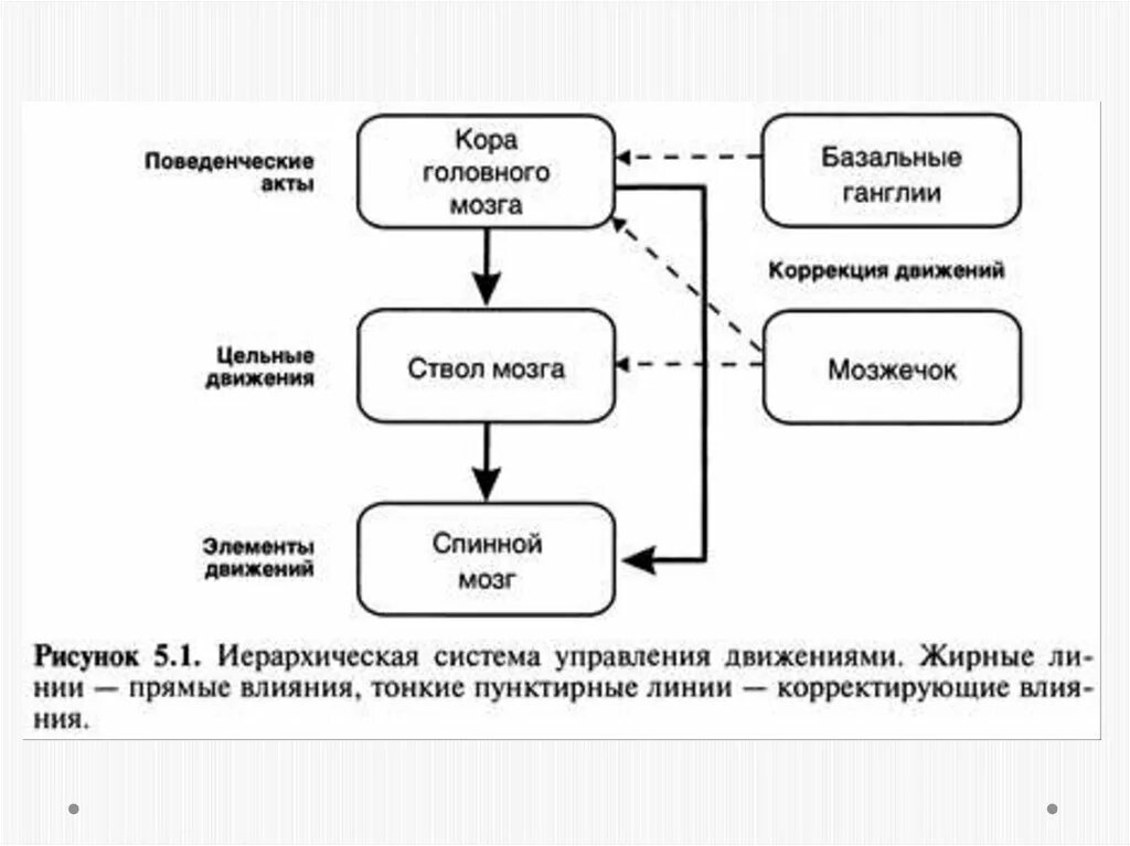 Функциональная система движения. Схема организации двигательной системы. Общая схема управления движениями. Иерархия двигательной системы. Двигательная система психофизиология.