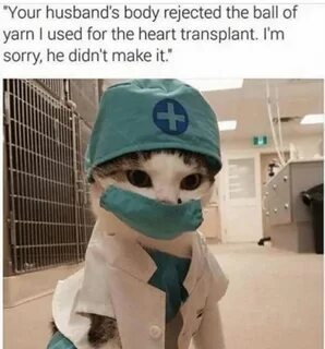 Песня доктора кота