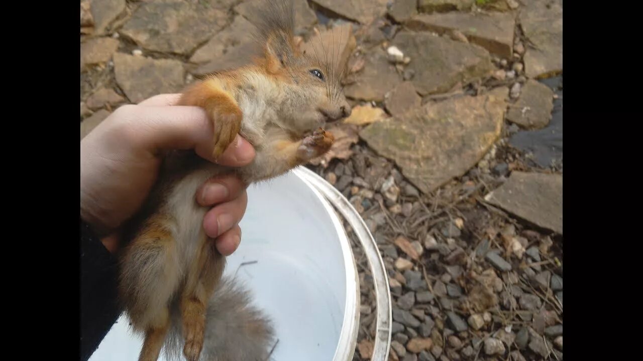 Белку ловить