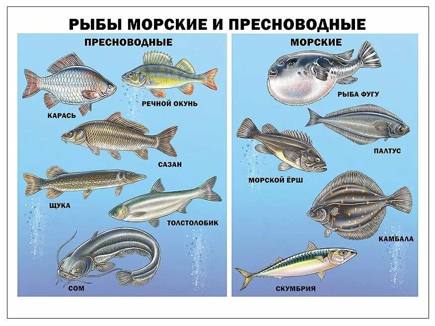 Название рыб недорогих. Морские рыбы. речные и морские рыбы. рыбы пресноводные и морские для детей. рыбы с названиями для детей.