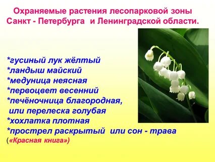 Что сторожил цветок