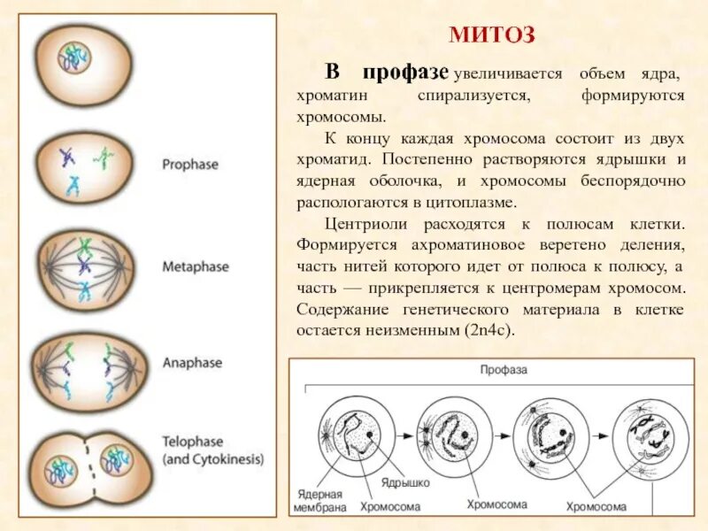 Интерфаза перед мейозом 2