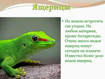 Пресмыкающиеся это кто