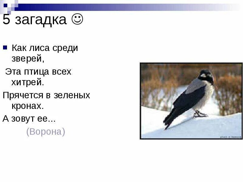 Загадка с вороной. Загадка про ворона. ворона загадка для детей. загадка о вороне. загадка о врорне для детей.