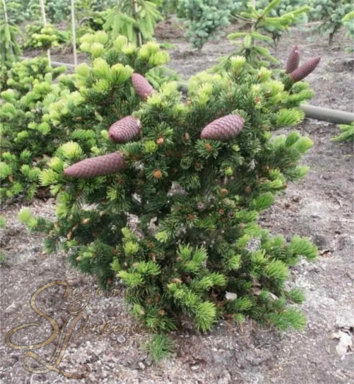 Ель колючая Lucky Strike. Ель колючая лаки страйк. Ель колючая (Picea pungens Lucky Strike. Ель pungens Lucky Strike.