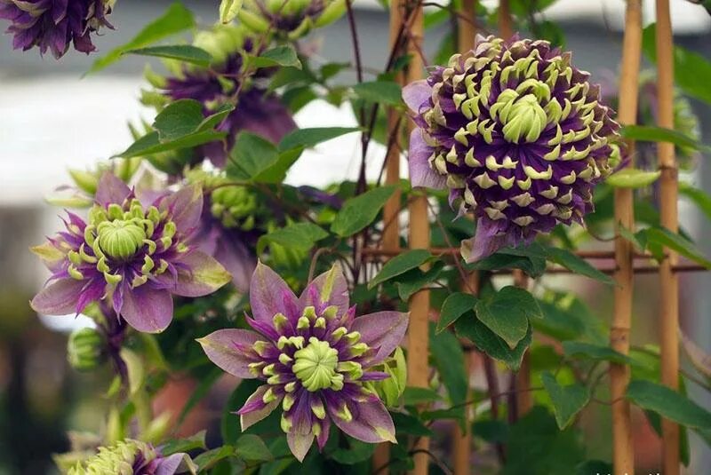 Клематис Taiga. Клематис Clematis Taiga. Клематис Taiga PBR. Клематис Тайга Clematis Taiga.