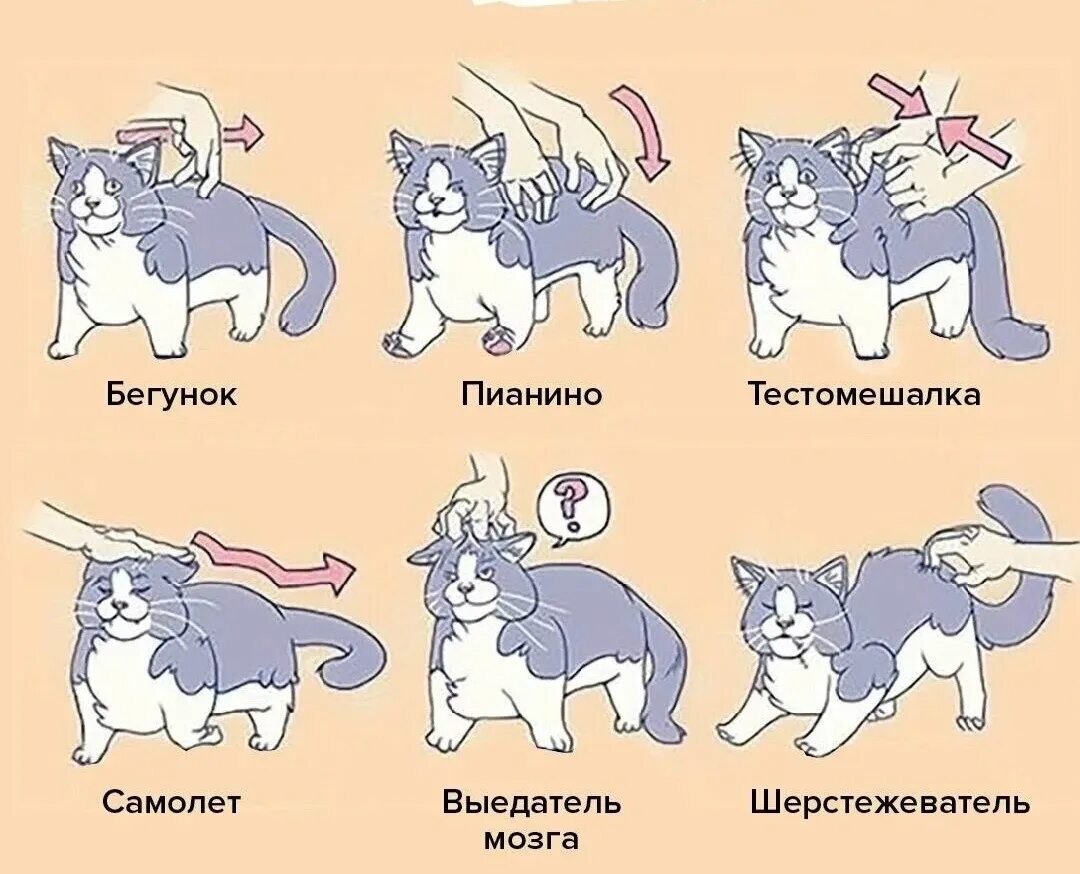 Почему хочется котенка