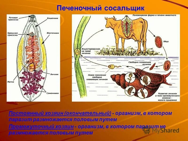 Для печеночного сосальщика характерно