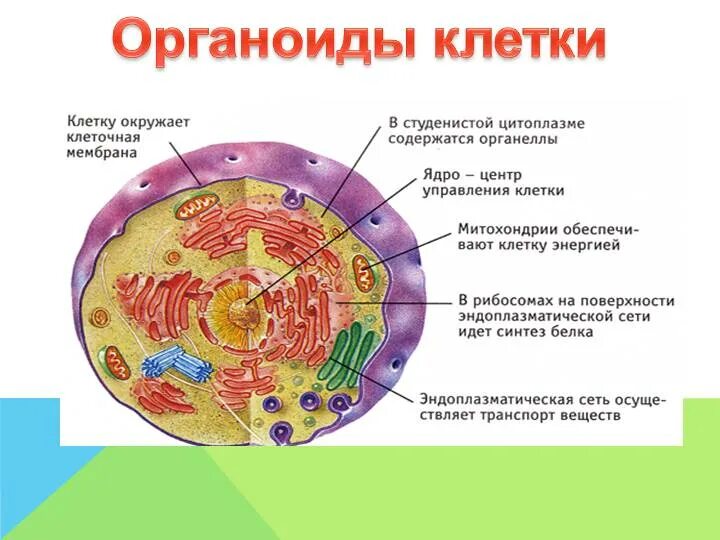 Какой основной компонент содержится в цитоплазме. Строение клетки схема органоид строение функция. Клеточные структуры органоиды. Строение и функции органоидов клетки человека. Структура клеток органоиды ( органеллы).