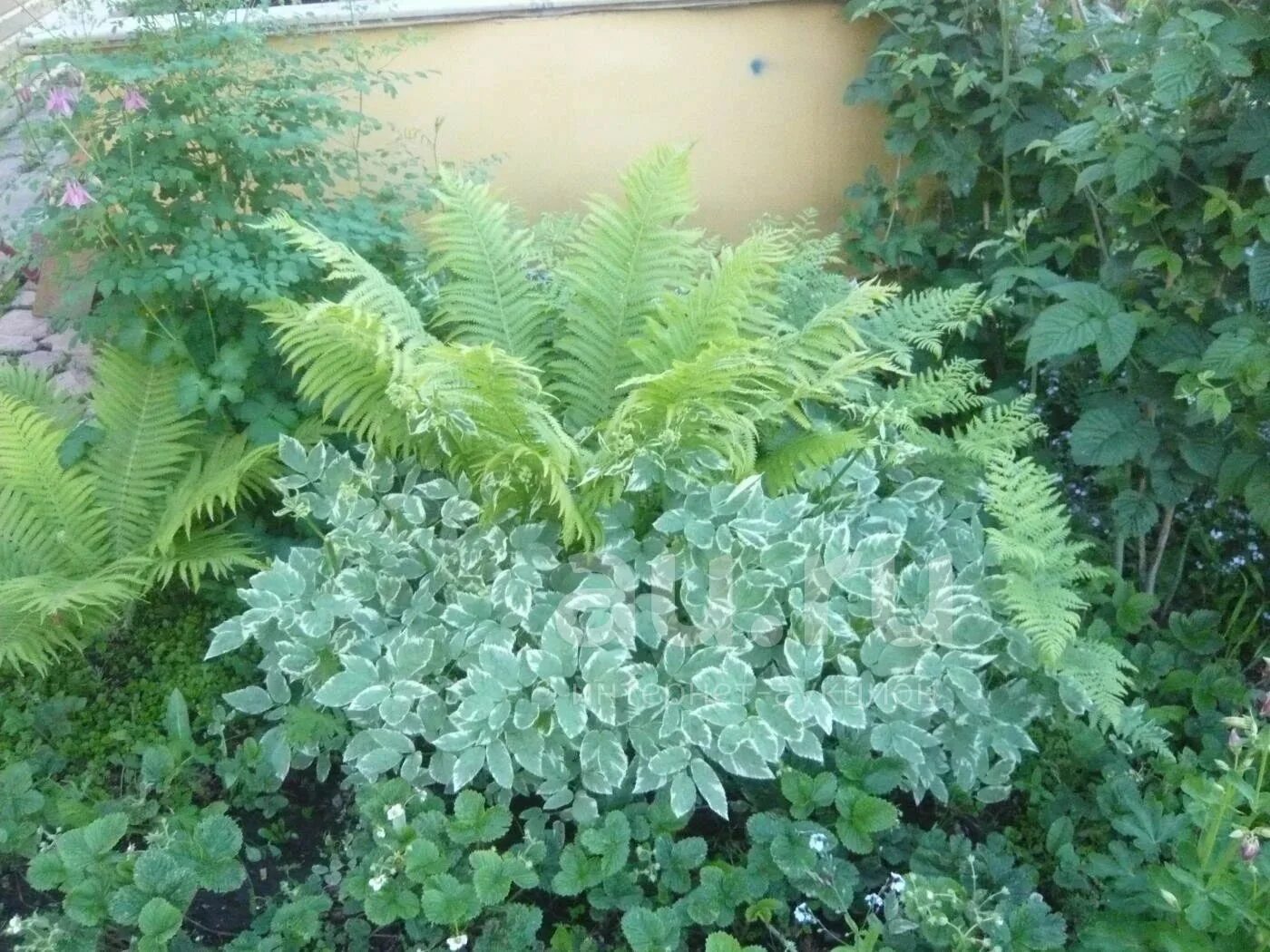 Сныть вариегатная. Сныть вариегата. Сныть на клумбе. Сныть на клумбе. Сныть садовая.