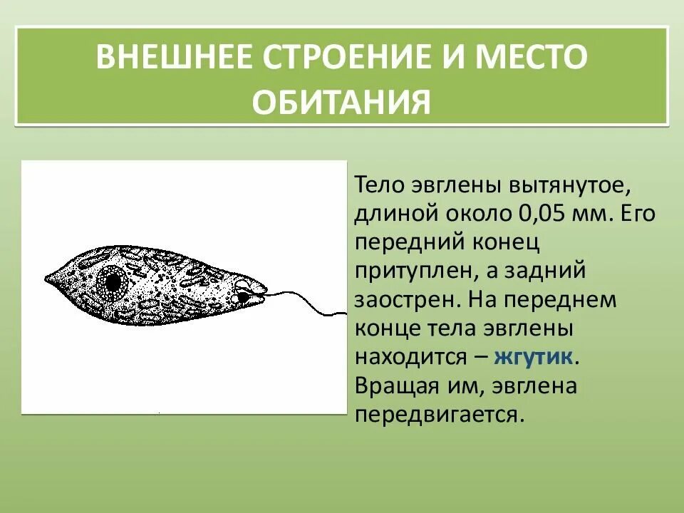 Строение жгутиковые эвглена зеленая. Эвглена зеленая препарат. Эвглена зелёная протисты. Эвглена зеленая строение.