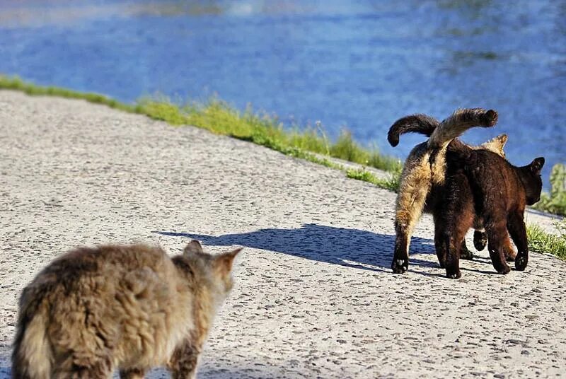 Кот уходит. Животные смешные походки. Уходящий кот. Злые вы я к вам. Кому повезло в любви