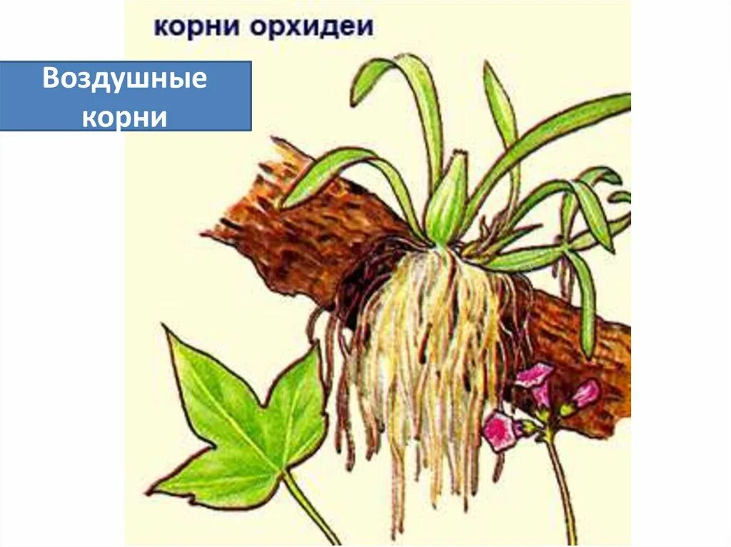 Видоизменные корень орхидеи. Корневые видоизменения, воздушные корни. Видоизменение корня воздушные корни. Видоизмененные корни орхидеи.