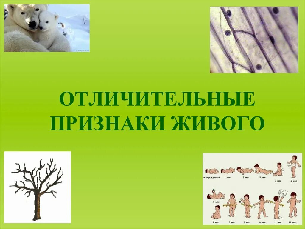 Живой организм обладает свойствами. Отличительные признаки живого. Отличительные особенности живых организмов. Ель признаки живых организмов. Признаки живых организмов биология 5 класс.