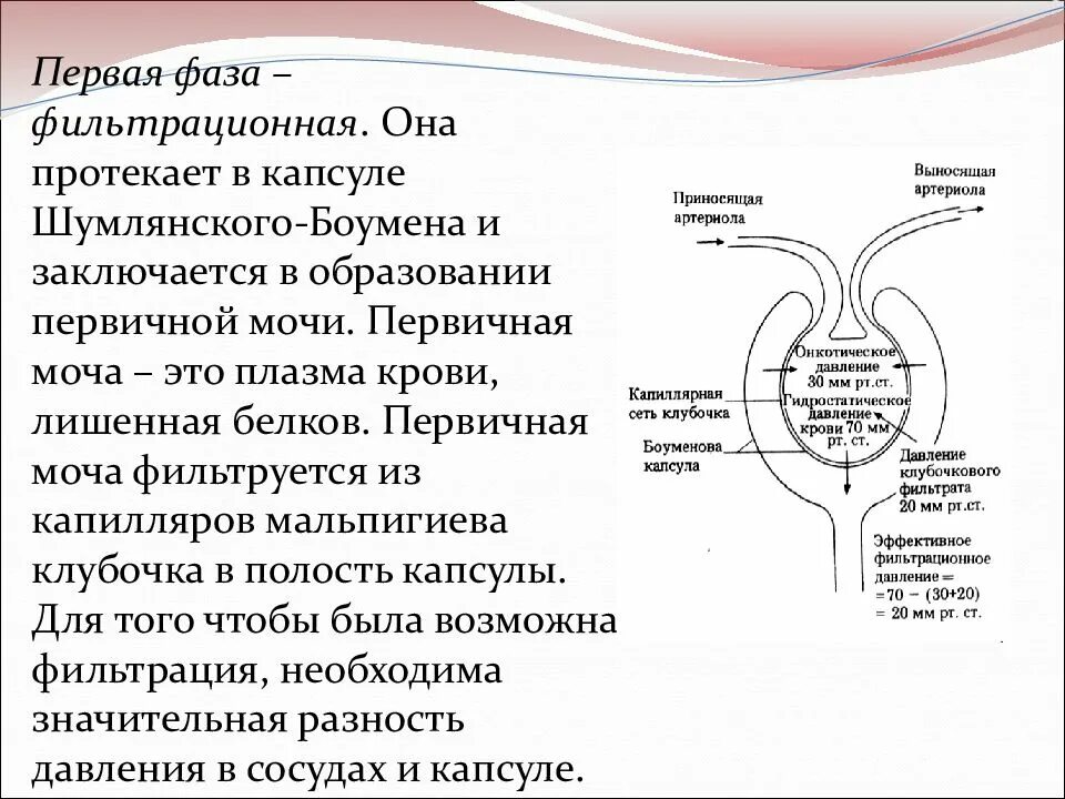 Капсусула Шублянского боуменгва. Капсула Боумена-Шумлянского фильтрация крови. Механизм образования первичной и вторичной мочи. Капсула Боумена-Шумлянского функции.