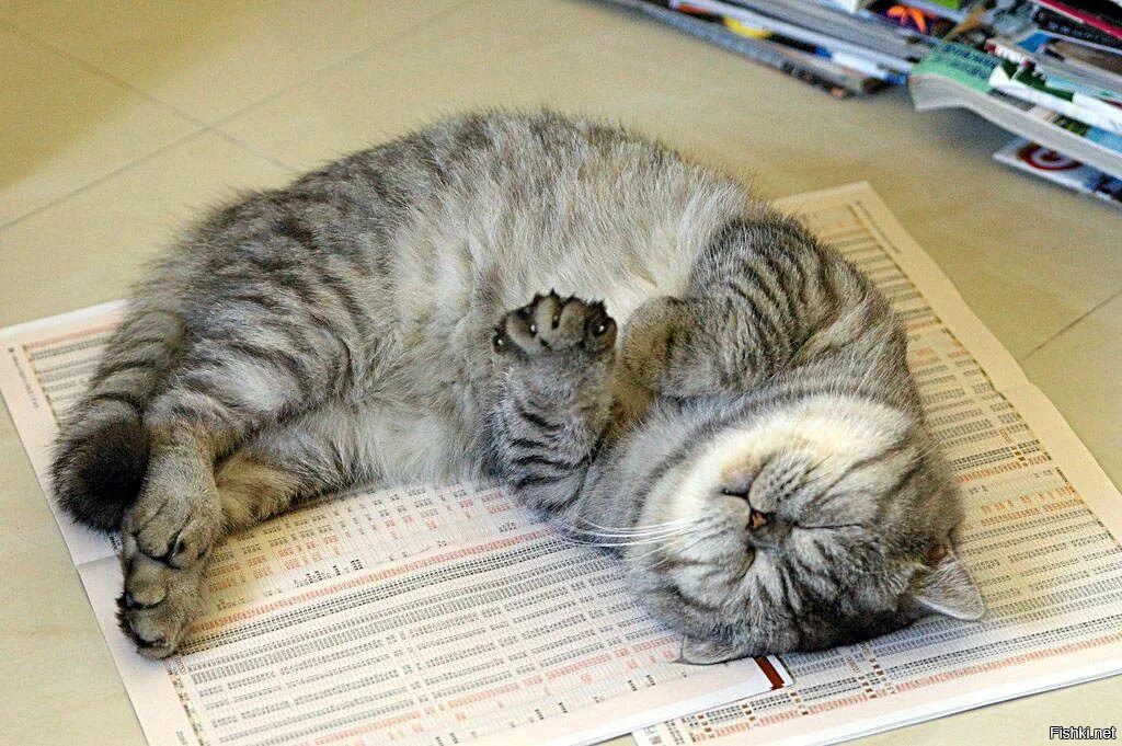Что такое нет. Без кота и жизнь не та. кошкина мать. если в доме нет кота. что такое пустота это дом где нет кота.