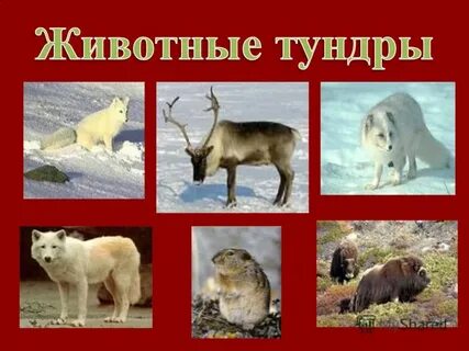 Перечислить животных тундры