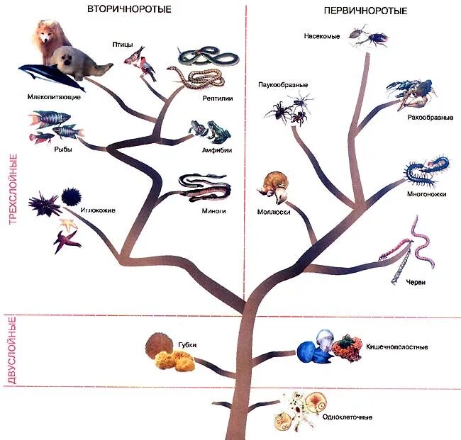 Этапы эволюции животных. Эволюционное дерево. Последовательность появления групп организмов