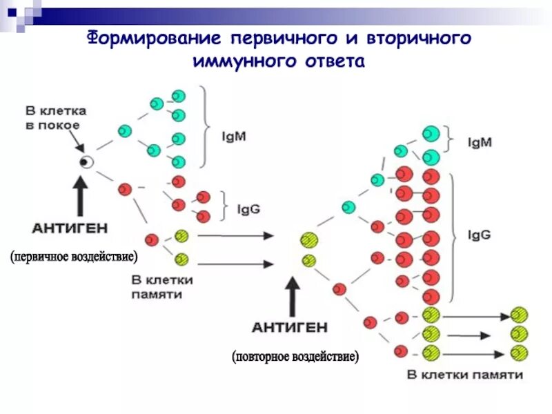 Иммунный ответ иммуноглобулины