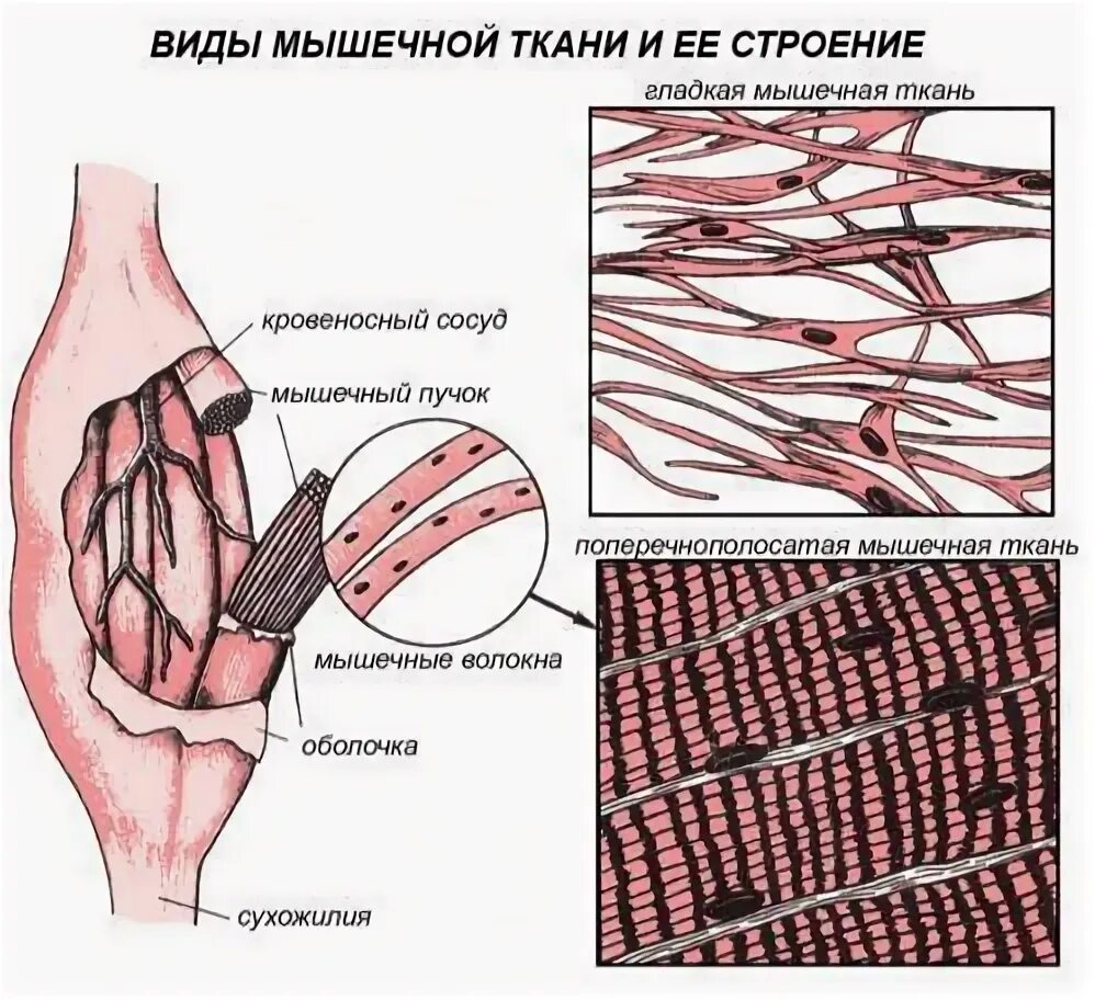 Поперечно Скелетная мышечная ткань. Структурные элементы поперечно полосатой скелетной мышечной ткани. Строение скелетной ткани человека. Строение и состав мышечной ткани.